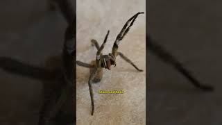 Brazilian Wandering Spider [upl. by Dyrraj]