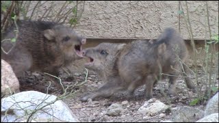 BABY JAVELINA FIGHT [upl. by Tyra]