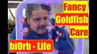 Fancy Goldfish Care  Aquarium Setup  biOrb Life  Oase  Mayur Dev goldfish Tips  HD 1080p [upl. by Derag835]