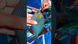 Boomerang Triggerfish 😱 traditionalfishing triggerfish fishing [upl. by Ahsieni172]