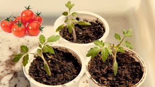 Germinar tomates Cherry Germinate cherry tomatoes [upl. by Pepi]