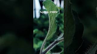 Fujifilm X100V resultsfuji fujifilm photography camera closeup photoshoot [upl. by Adnesor902]