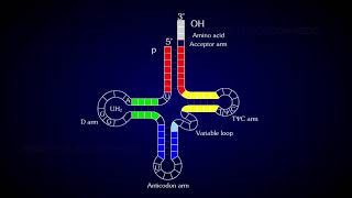 Structure of tRNA [upl. by Abrahamsen]