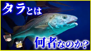 【ゆっくり解説】「鱈」が原因で戦争！？大航海時代を支えた「タラ」とは何者なのか？を解説 [upl. by Irrol]