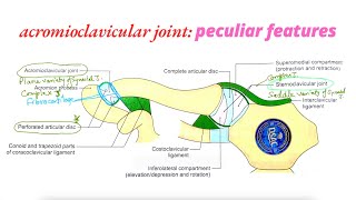 Acromioclavicular joint anatomy peculiar features [upl. by Ponzo]