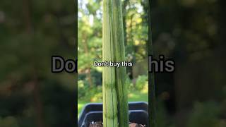 Dont buy this African Spear Plant snakeplant houseplant sansevieria [upl. by Enaxor24]