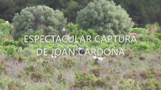 Podencos ibicencos Joan Cardona en Vilanova 2019 [upl. by Comstock]