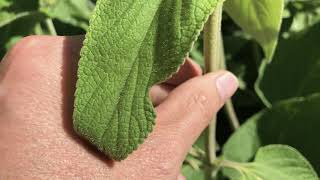 Phlomis russeliana Brandkraut [upl. by Pilar]