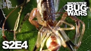 MONSTER BUG WARS  Mother of All Wars  S2E4 [upl. by Radbun859]