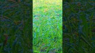 Chhajje upar boyo ri bajro song love dj new shortvideo agriculture प्रकृतिlove [upl. by Kelsi]