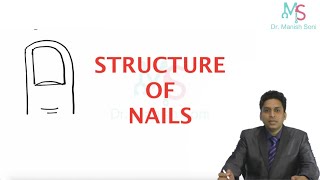 Structure of Nails  Anatomy of Nail  Appendages of Skin  Dermatology  Structure and Function [upl. by Concoff]