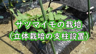 さつまいもの栽培：立体栽培（空中栽培） さつまいもの栽培方法（栽培管理） [upl. by Ihtac]