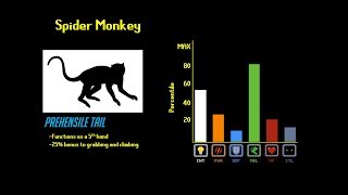 The Primate Tier List [upl. by Lewie804]