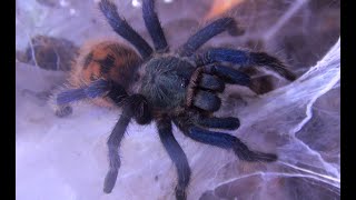 Meet the Greenbottle Blue Tarantula Chromatopelma Cyaneopubescens [upl. by Sert645]