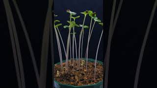 Impatiens flaccida plants Growing Time lapse shorts shortfeed [upl. by Enitsej827]