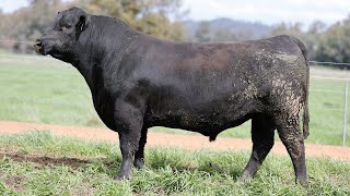 Lot 4 NZC22T415 KO Angus QLD Bull Sale 2024 [upl. by Rehsa263]