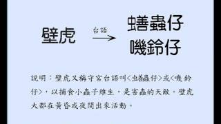 壁虎的台語怎麼說？ [upl. by Roskes]