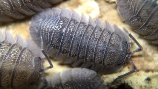 Armadillidium peraccae Isopod Care Guide [upl. by Rebliw942]