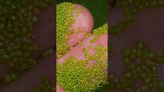 😱Smallest flower Intresting facts about WOLFFIA GLOBOSA [upl. by Raymonds263]