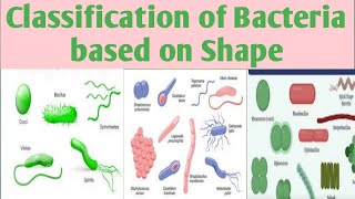 Classification of BacteriaBased upon ShapeMorphology B Pharm 3 sem classificationofbacteria [upl. by Anazus198]