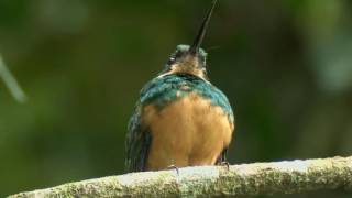 Rufous Tailed JacamarA Skilled Insect Hunter [upl. by Mccandless]