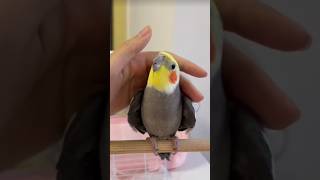 Love for cocktail birds new baby cocktail birds singingsong viralvideo viralshort birdslover [upl. by Coplin]