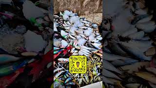 Saudi Arabia thuwal fish viralvideo [upl. by Zackariah]