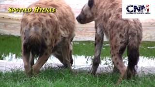 Spotted Hyenas in HD [upl. by Ahsoik859]