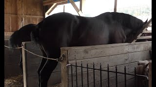 2024 Knox County Ohio Fair horses [upl. by Rather659]