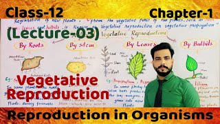 Vegetative Reproduction in Plants Class12chapter1lecture03 by roots stems leaves amp Bulbils [upl. by Ecnerolf]