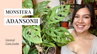 How To Care For Monstera Adansonii  Yellow leaves [upl. by Anileve]