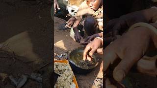 Dogs of Hunters are Like Boss hadzabetribe africa food animals hadzatribe shortsvideo shorts [upl. by Niles759]