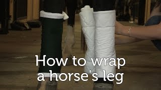 How to wrap a horses legs [upl. by Marucci204]