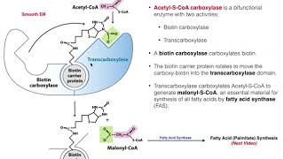 Lipid Biosynthesis  Fatty Acid Biosynthesis 2 AcetylCoA Carboxylase [upl. by Guthrey]