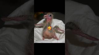 How To Tame A Baby Pigeon 🐦 Baby Pigeon day Start 🥰  Baby Pigeon minivlog babypigeon shorts [upl. by Eetsud]