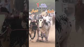 Bull Race In Pakistan 2024 Village  PareniAzad Kashmir No1 14112024 fatejungbullrace [upl. by Dronski]