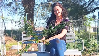 Planting Duranta Erecta Fun Facts [upl. by Maram]