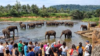 Sri Lanka Pinnawala Elephant Orphanage 4K [upl. by Melly]