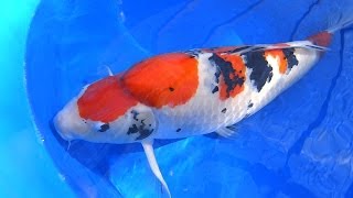 Koi Fish Selection 2  How to Select Kohaku Asagi amp Sanke Koi [upl. by Letnuahc426]