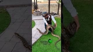 Giant Snake Enclosure customcagesusa molinarosnakelab shorts reticenclosure reticulatedpython [upl. by Ranilopa467]