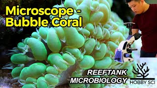 Coral Under Microscope amp Dissecting Coral [upl. by Lorinda]