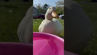 Sippy Sippy Duck Asmr 🦆 [upl. by Jorgan164]