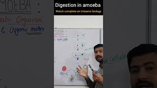 digestion in amoeba by irtisam biology chapter 12 class 11 biologyclass12 [upl. by Amaras771]