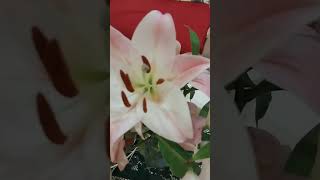 LILIUM CANDIDUM souly shortvideos [upl. by Aieki365]