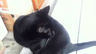 Luna the Bombay Cat complains [upl. by Lorrin]