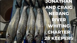 Jonathan and Craig’s Nerang river whiting charter We caught over 50 fish including 29 keepers 🎣🔥 [upl. by Phelips]