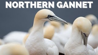 Northern Gannet  Diving that will leave you speechless [upl. by Ramso]