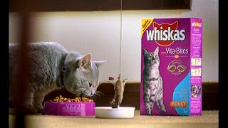 Whiskas Vitabites  Bungee 2003 Australia [upl. by Eniledgam]