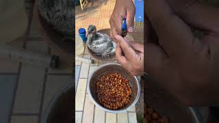 Chickpeas  Multivitamin  Calcium  Healthy Babies pigeon pigeonchampions pigeonfancier bird [upl. by Derr]