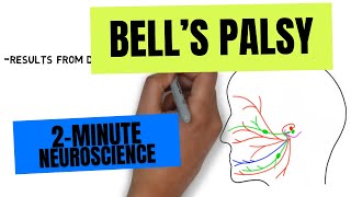 2Minute Neuroscience Bells Palsy [upl. by Eikceb]